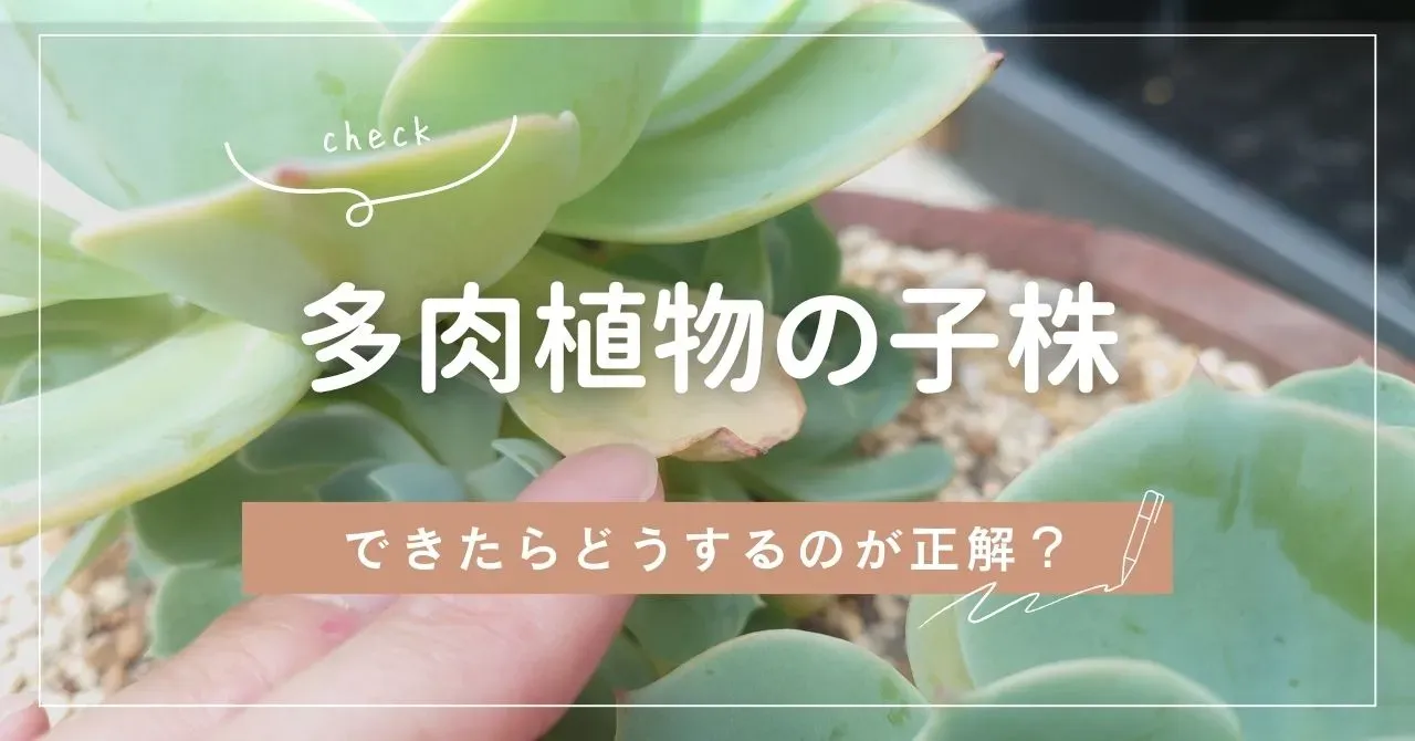 多肉植物 脇芽 取り方で劇的に増やす！驚くほど簡単な手順と絶対成功のコツ